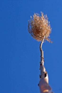 Tall Grass