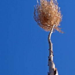 Tall Grass Picture