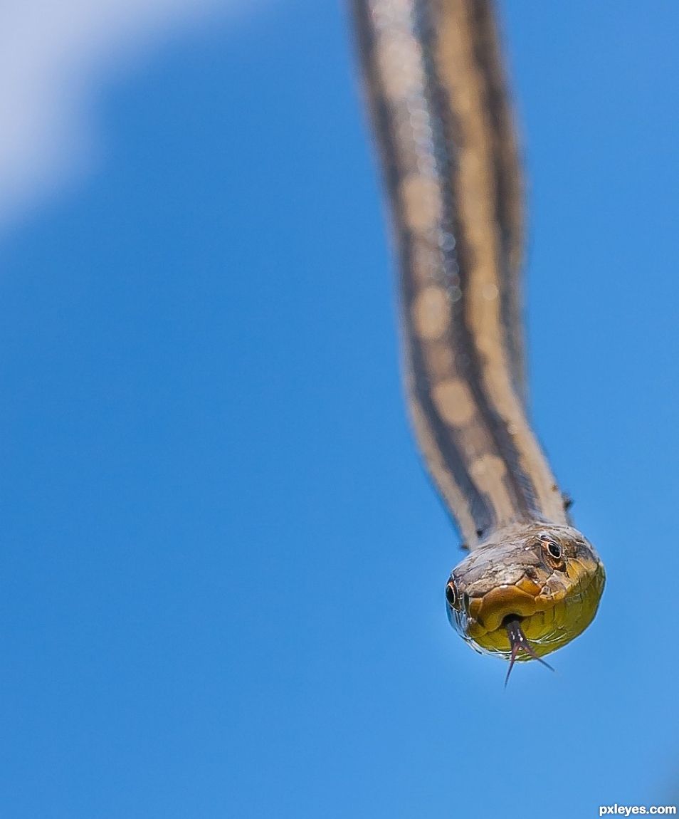 Hanging from a tree limb