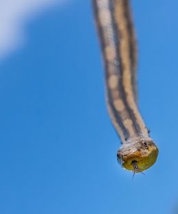 Hanging from a tree limb