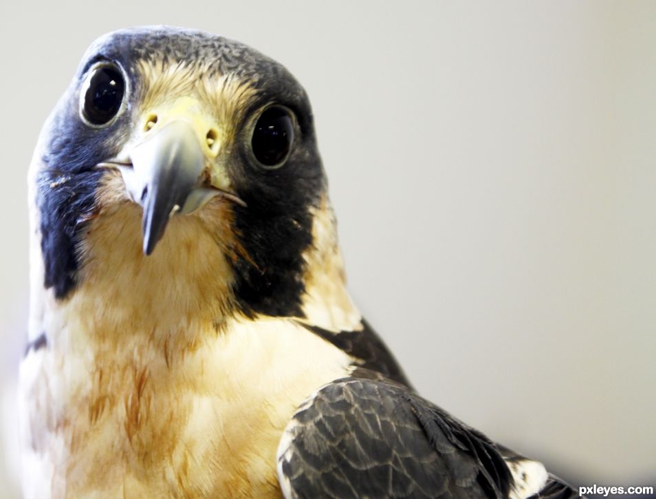 Curious Falcon