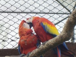 Birds kissing