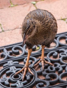 Weka