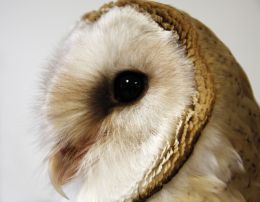 Barn Owl