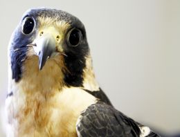 Curious Falcon