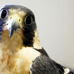 Curious Falcon Picture