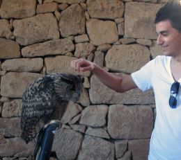 ticklish owl