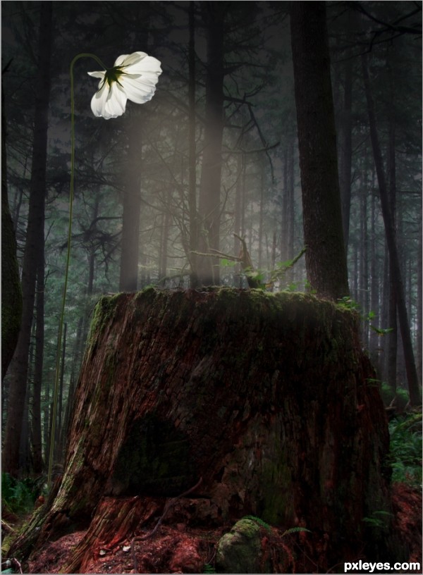 Creation of Daughter of the forest: Step 4