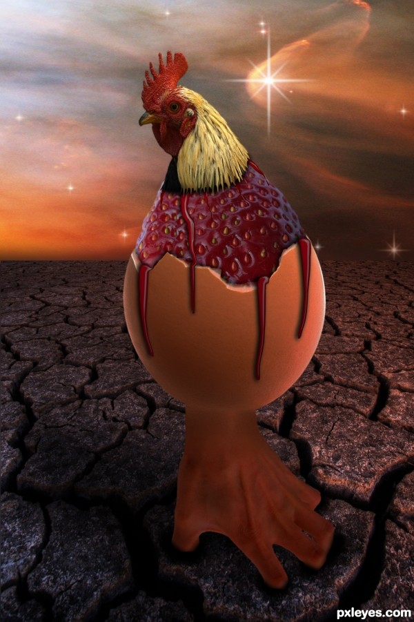  Rooster egg