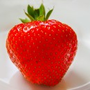 strawberry photoshop contest