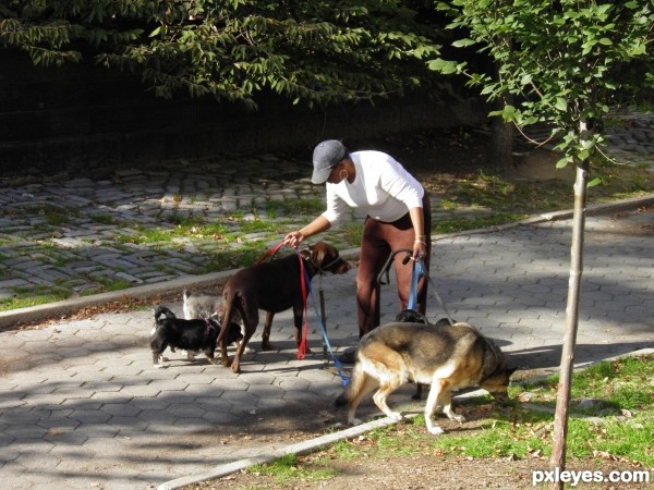 Dog Walker