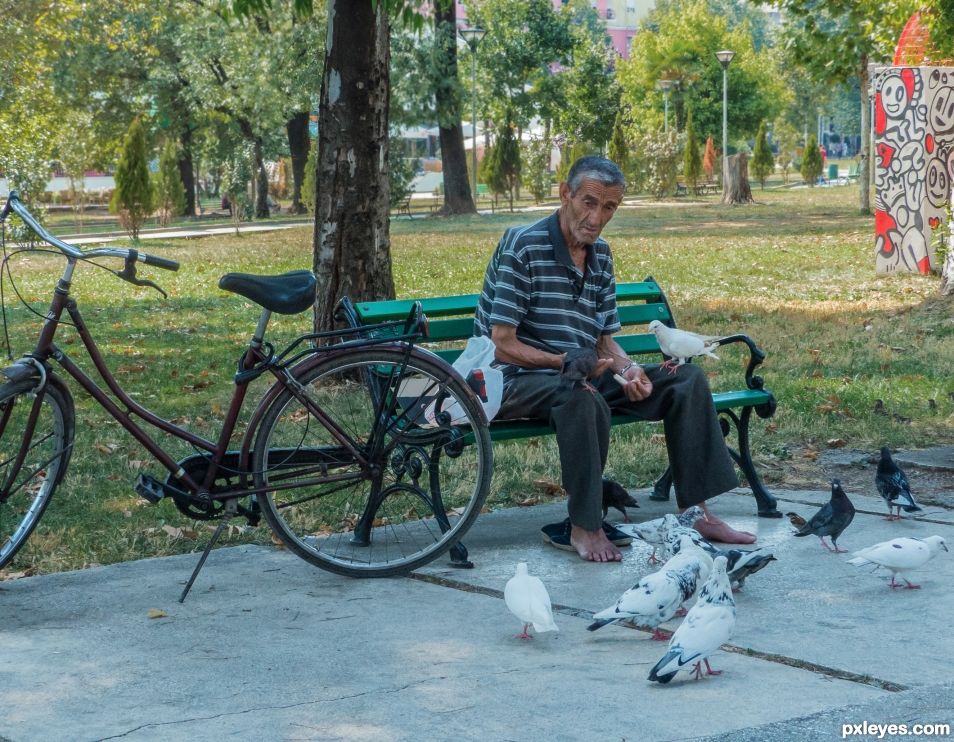 Feeding the pigeons