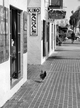 Poultry in the street