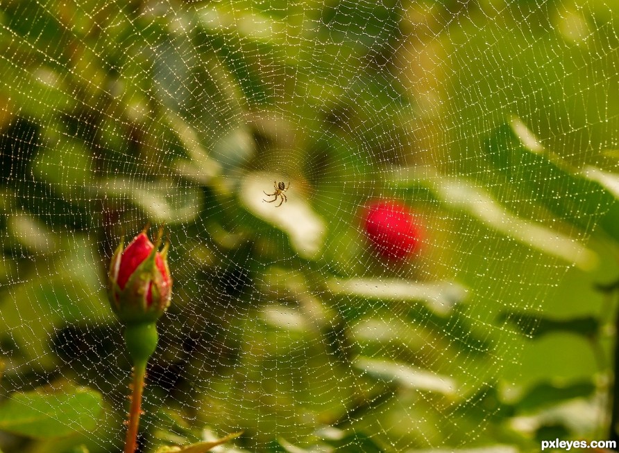 After a morning rain