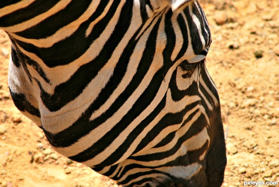 Natural Stripes