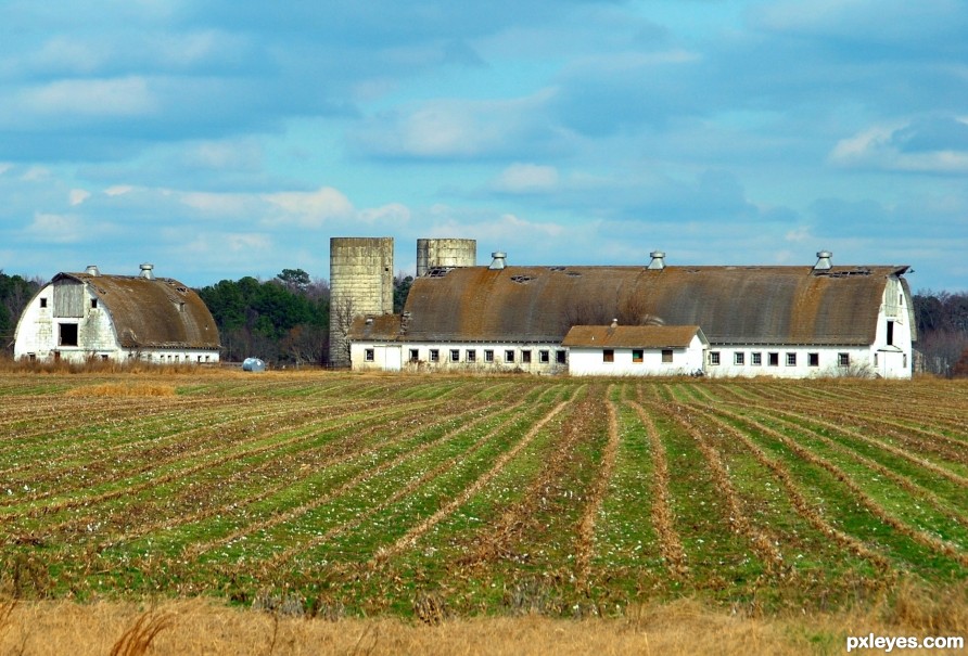 Field Stripes