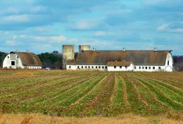 Field Stripes