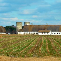 FieldStripes