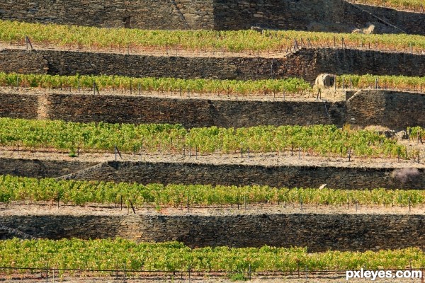 Douro Grapevines