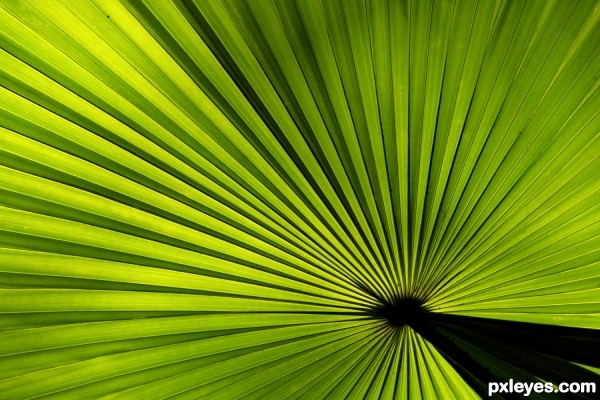 Palm leaf