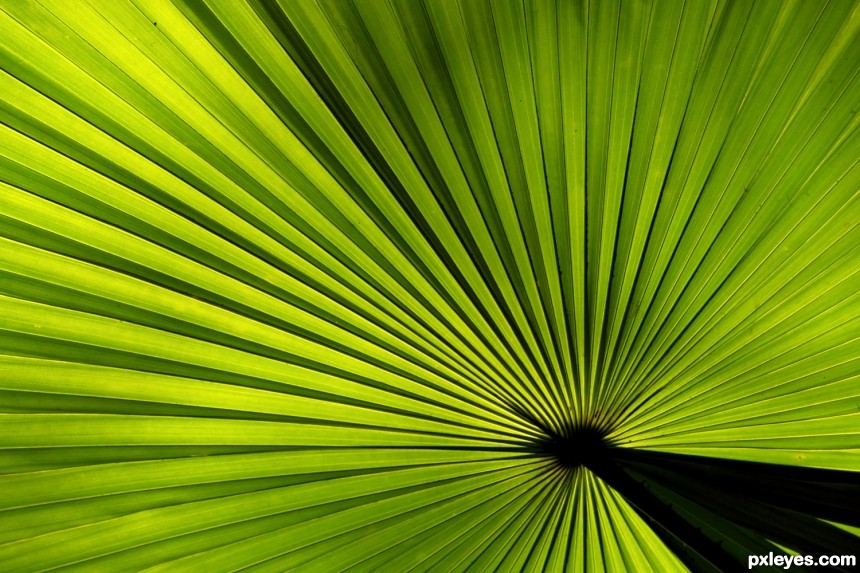 Palm leaf photoshop picture)