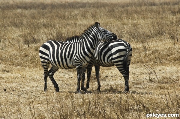 Zebra Hug