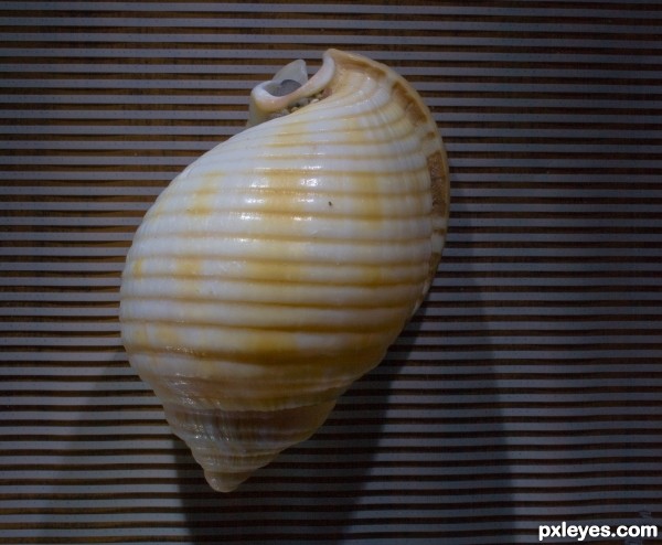 shell