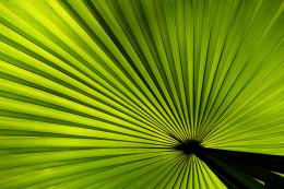 Palm leaf