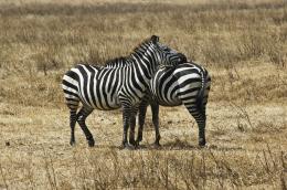 Zebra Hug