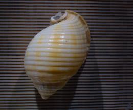 shell