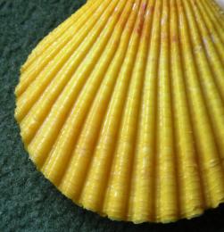 Yellow shell