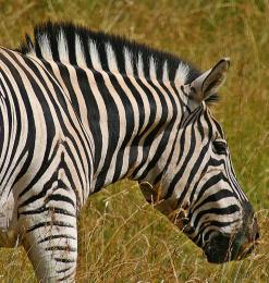 Zebra Stripes!