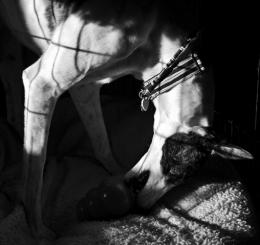 Grayscale Greyhound Picture