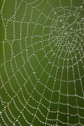 Natures Stripes-n-Squares Picture