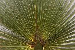 green stripes