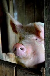 InFranceitsforbiddendocallapigNapoleon
