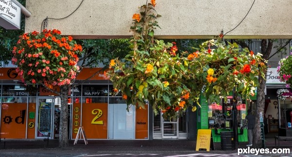 Hanging Baskets