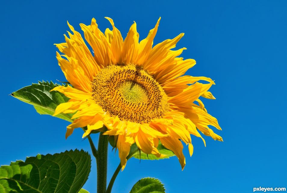 Sunflower