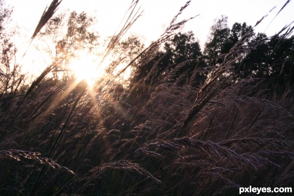 Grass and Sunset