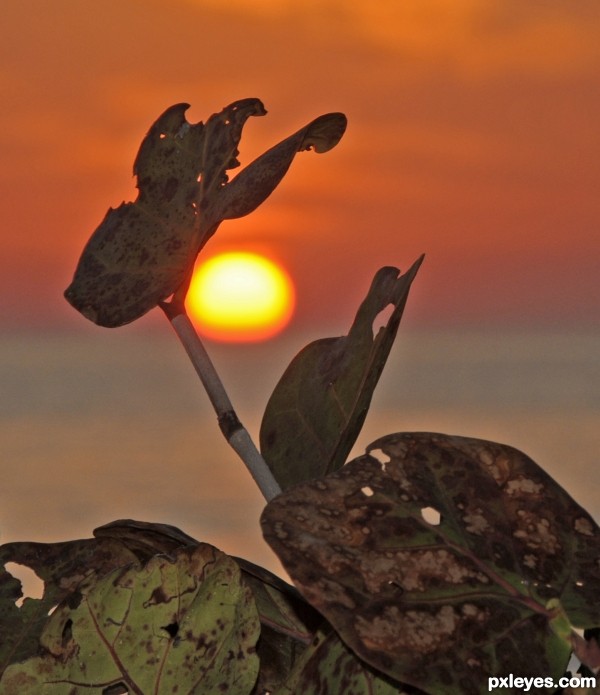 Sea Grapes