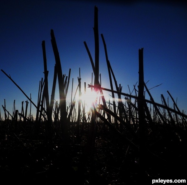 Stubble field sunrise.