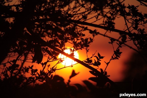 Sunset leaves.