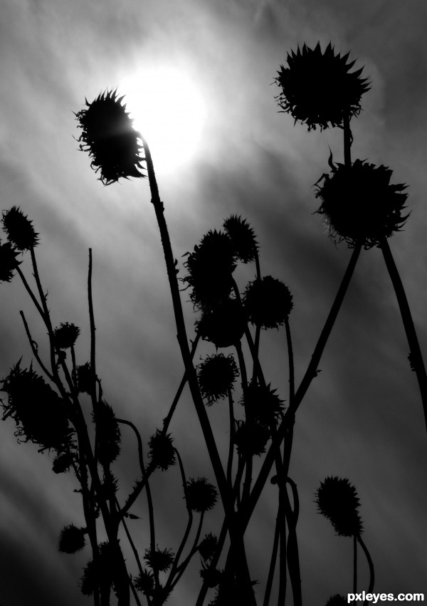 Thistles 