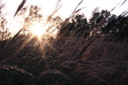 Grass and Sunset