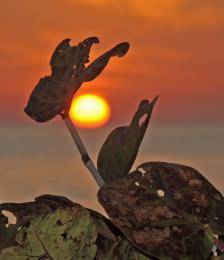 Sea Grapes