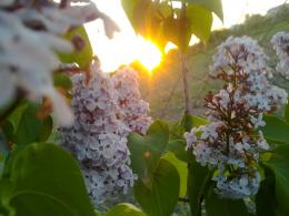 Sun and flowers