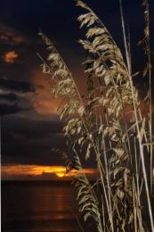 Sunset Seaoats