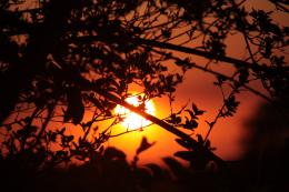 Sunset leaves.