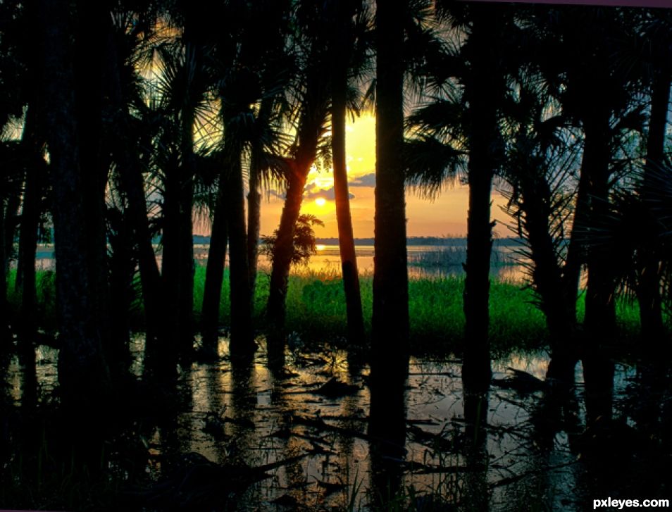 Setting sun through oak trees