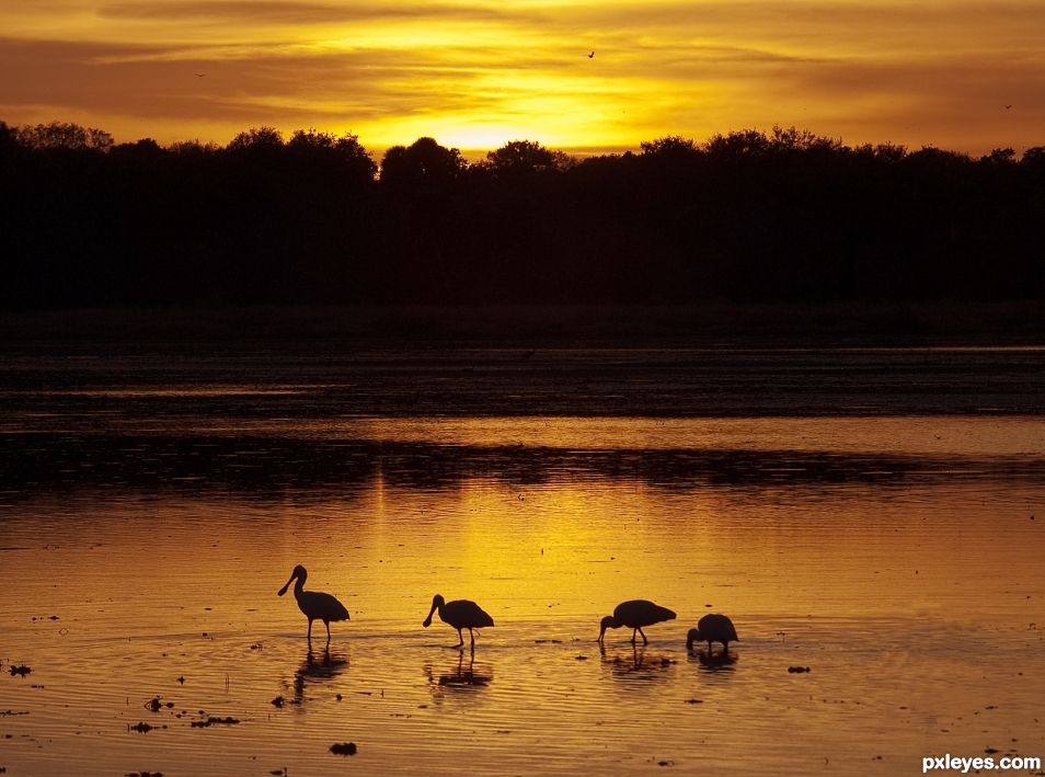 Feeding Spoonbills